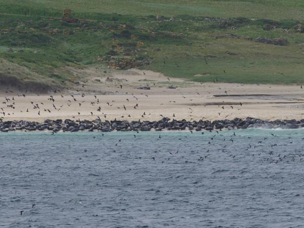 Outer Hebrides wildlife holiday, Scotland