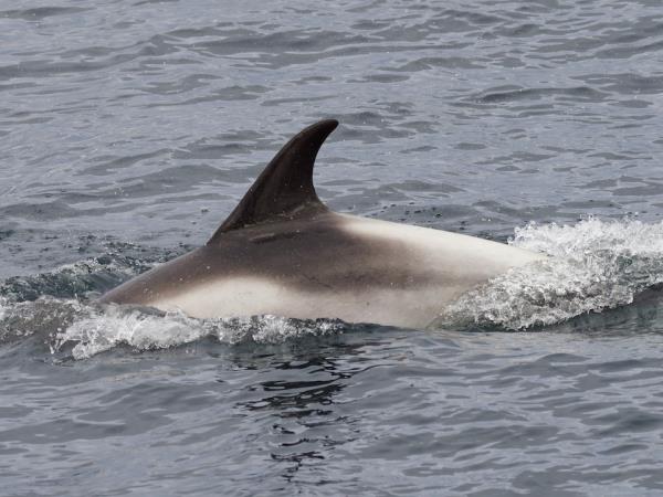 Outer Hebrides wildlife holiday, Scotland