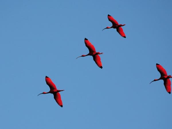 Trinidad & Tobago tours, tailor made