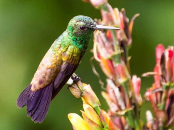Trinidad & Tobago tours, tailor made