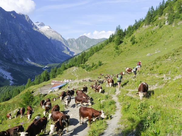 Womens only Tour du Mont Blanc guided walking holiday