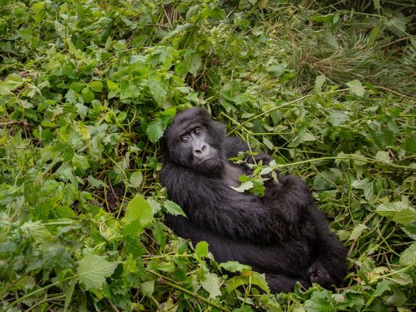 Primate tracking and safari holiday, Uganda