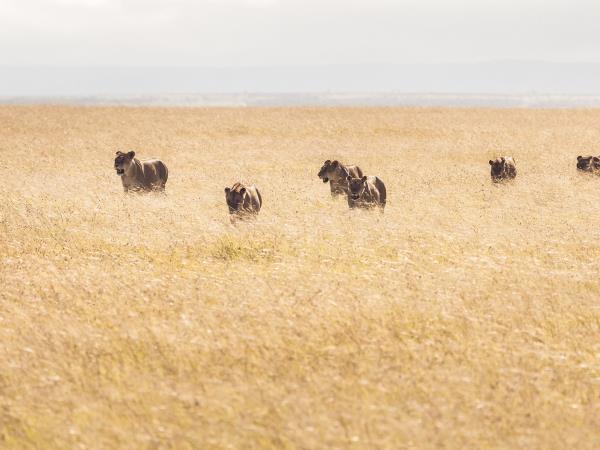 Kenya safari and cultural holiday