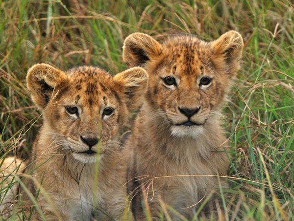 Southern Tanzania safari and Zanzibar holiday