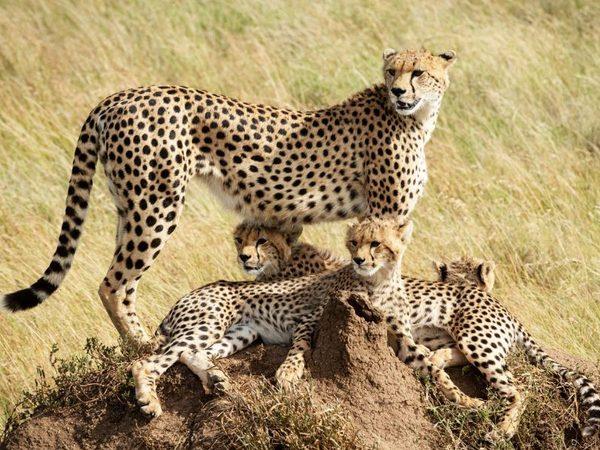 Southern Tanzania safari and Zanzibar holiday