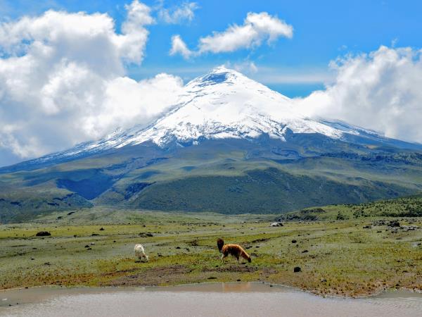 Galapagos & Ecuador tailor made holidays
