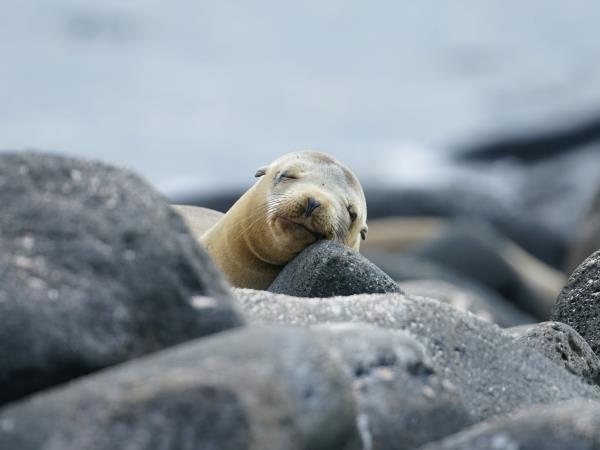 Galapagos & Ecuador tailor made holidays