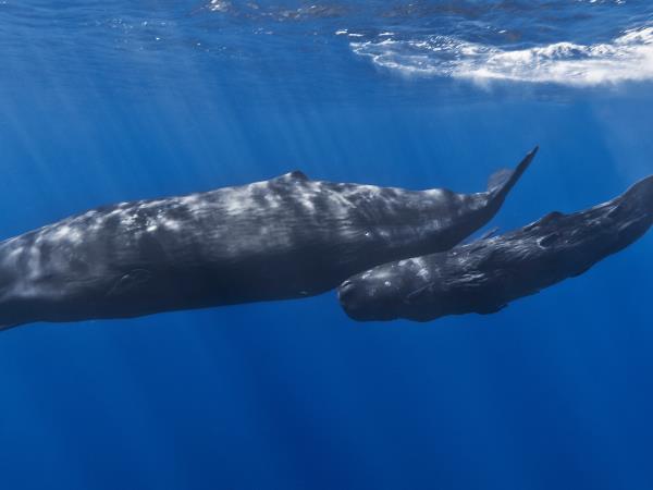 Pico rare whale watching holiday, Azores