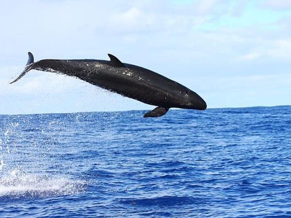 Pico rare whale watching holiday, Azores