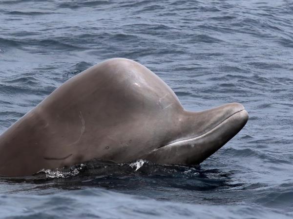 Pico rare whale watching holiday, Azores