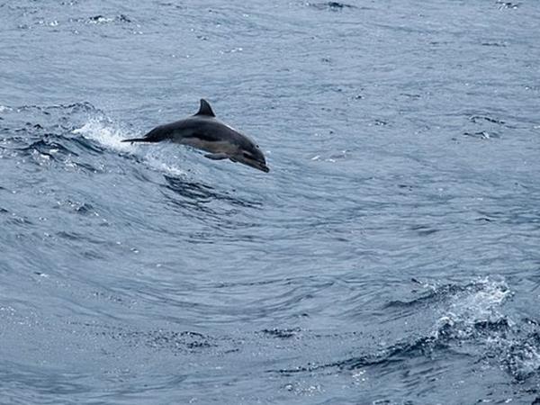 Pico rare whale watching holiday, Azores