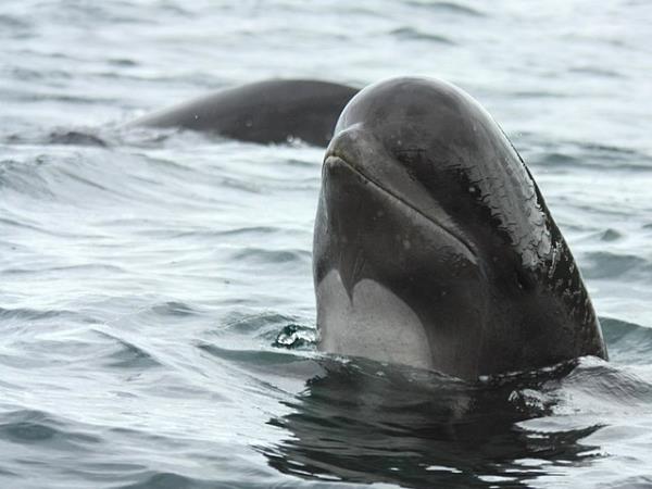 Pico rare whale watching holiday, Azores
