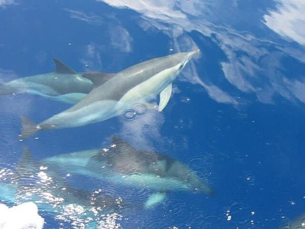 Pico rare whale watching holiday, Azores