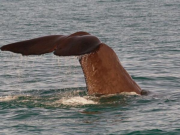 Pico rare whale watching holiday, Azores