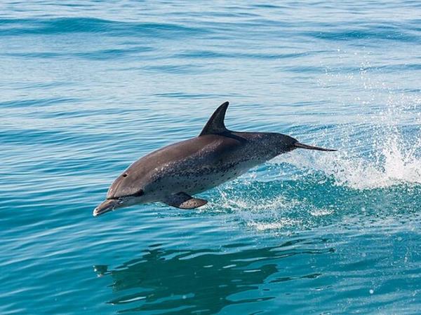 Pico rare whale watching holiday, Azores