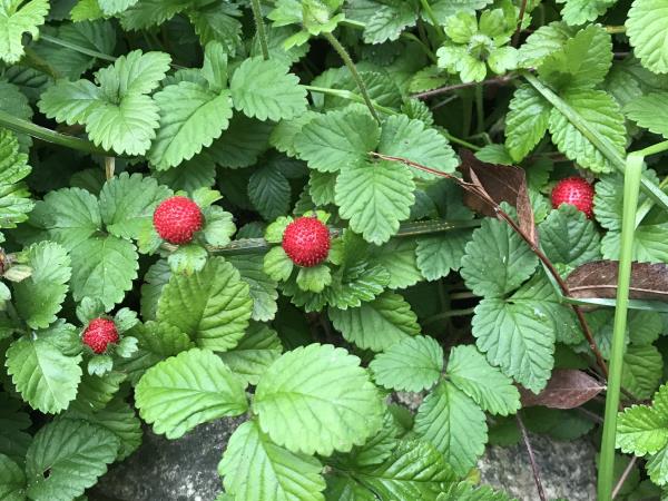 Foraging tour in Estonia