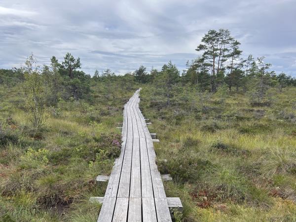 Foraging tour in Estonia