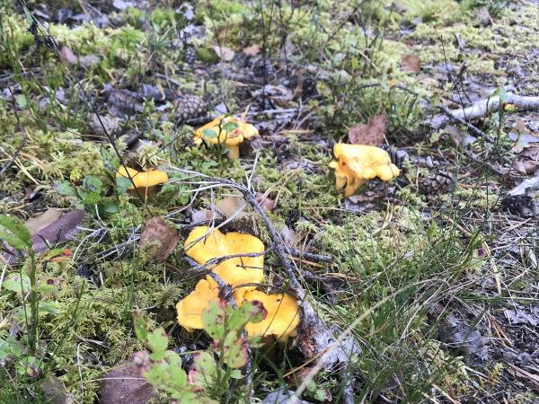 Foraging tour in Estonia