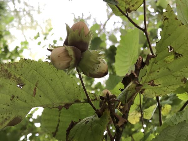Foraging tour in Estonia