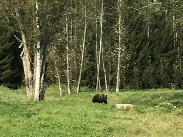 Foraging tour in Estonia