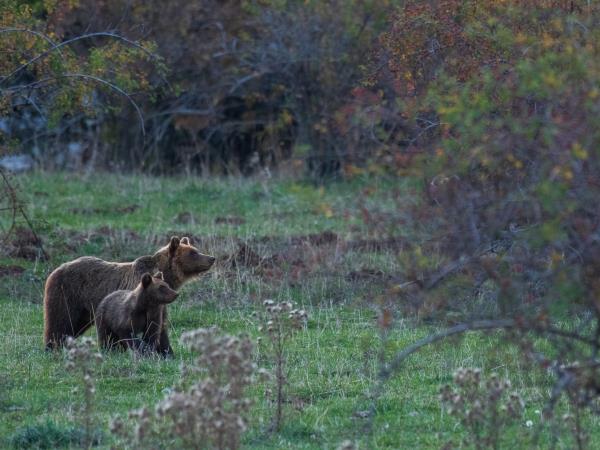 Italy wildlife holiday, Abruzzo