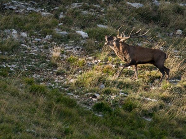 Italy wildlife holiday, Abruzzo