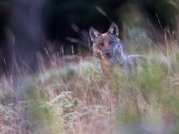 Italy wildlife holiday, Abruzzo