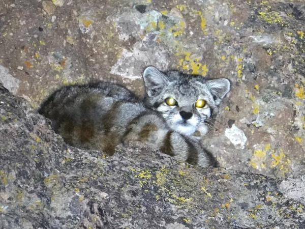 Andean Mountain Cat expedition, Chile
