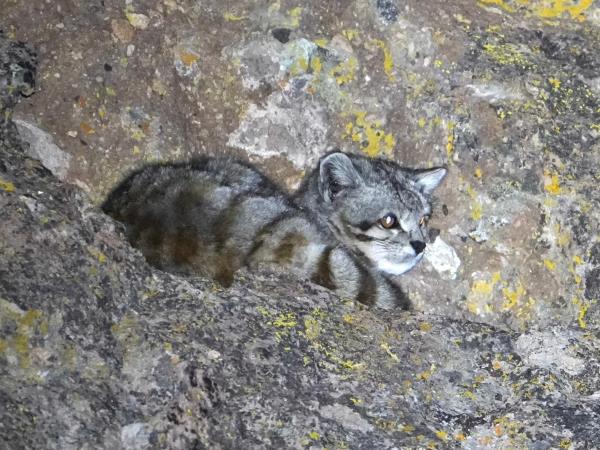Andean Mountain Cat expedition, Chile
