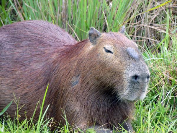 Argentina wildlife tour