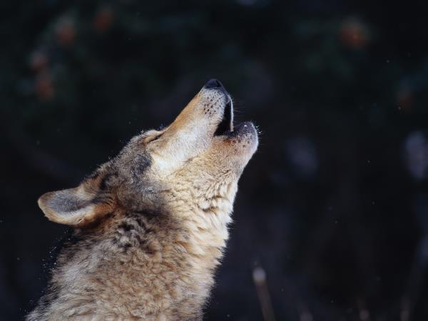 Wolf tracking tour in comfort, Sweden
