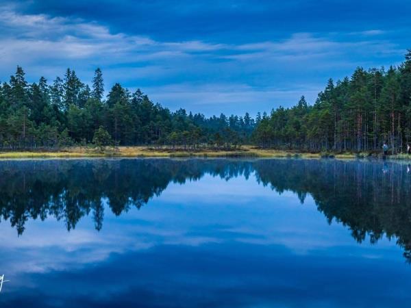 Wolf tracking tour in comfort, Sweden