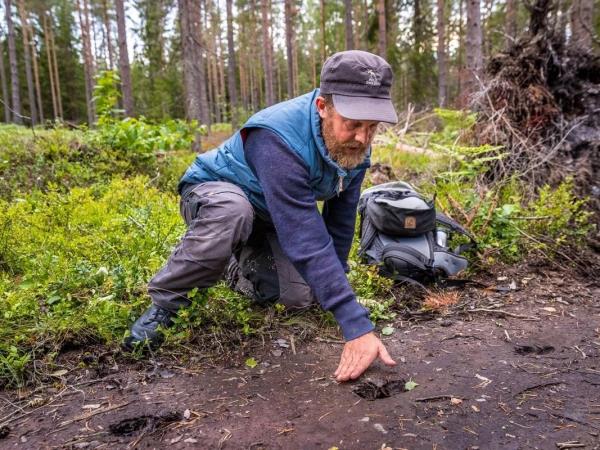 Wolf tracking tour in comfort, Sweden