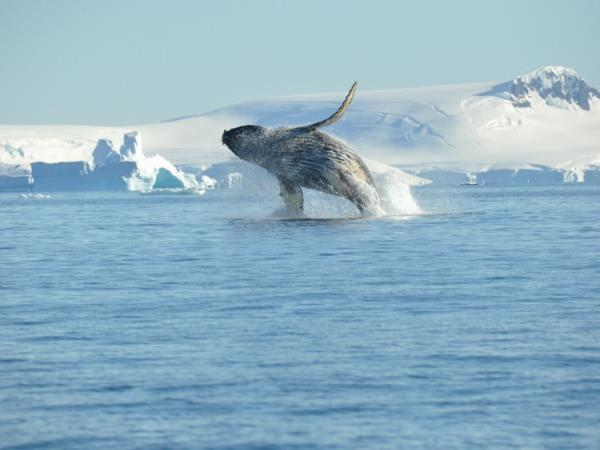 Luxury Antarctica cruise