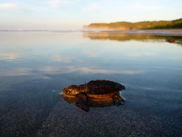 Turtle conservation holiday in Costa Rica
