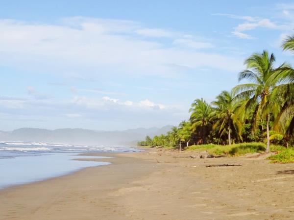 Turtle conservation holiday in Costa Rica