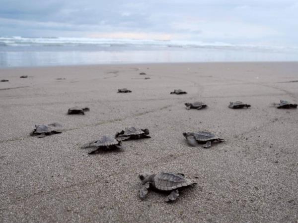 Turtle conservation holiday in Costa Rica
