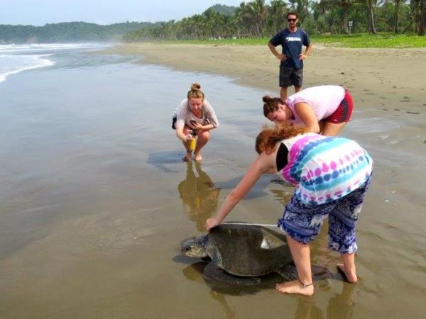 Turtle conservation holiday in Costa Rica