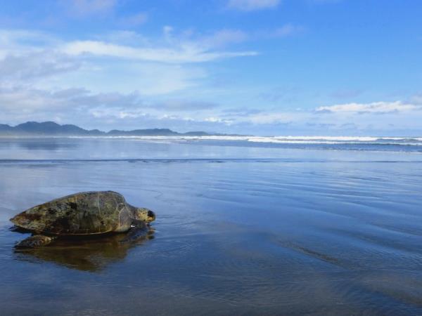 Turtle conservation holiday in Costa Rica