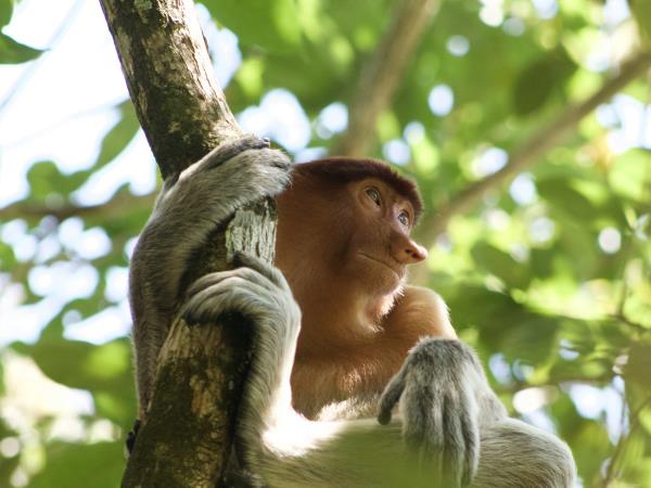 Malaysia holiday, rainforests and beaches