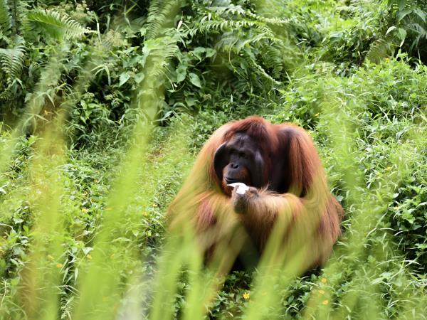 Malaysia holiday, rainforests and beaches