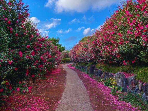 Jeju Island 3 day tour, Korea