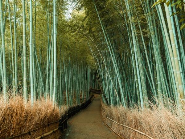 Japan guided luxury adventure holiday