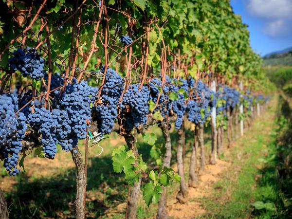Tuscany food, wine and cookery retreat