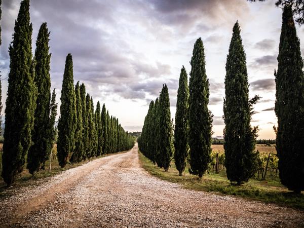 Tuscany food, wine and cookery retreat