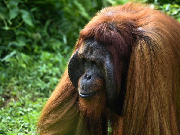 Wild Borneo holiday, private departure