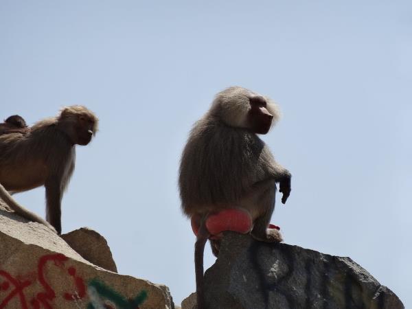 Ethiopia and Djibouti endemic wildlife tour