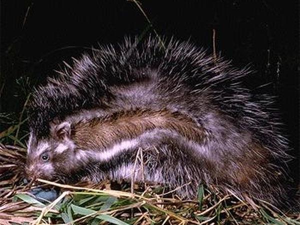 Ethiopia and Djibouti endemic wildlife tour