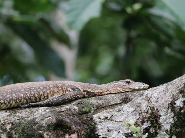 Wild Borneo holiday, private departure