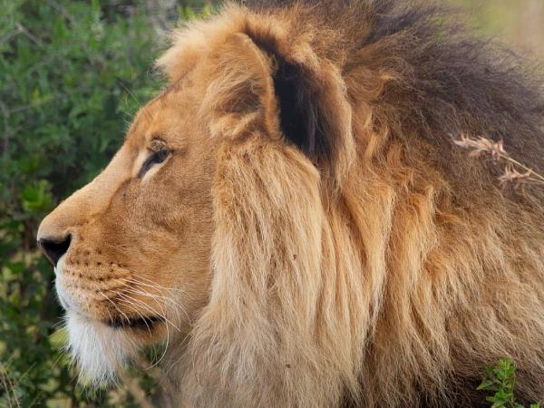 Big cat rescue holiday, South Africa
